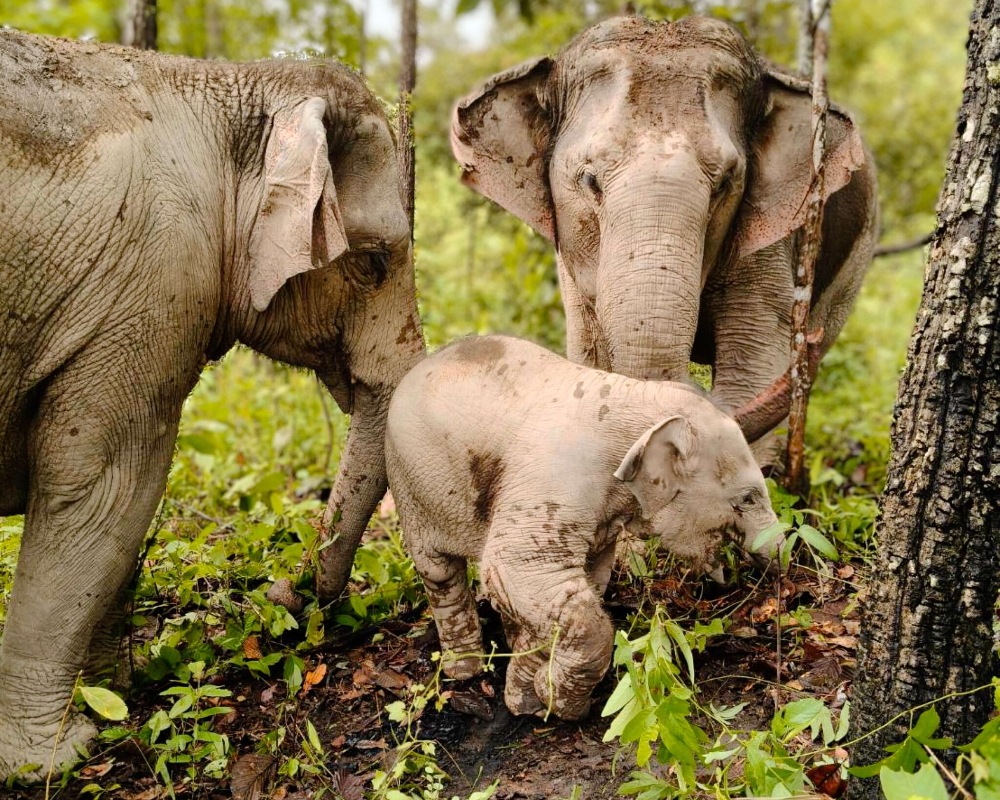 Elephant Sanctuary | eve79elephantsanctuary.org – Eve97 Elephant ...
