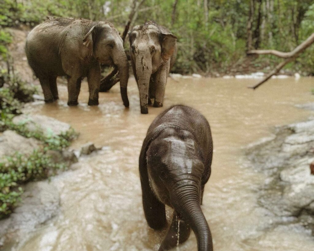 Full Day Elephant Observation Tour in Chiang Mai - EVE79