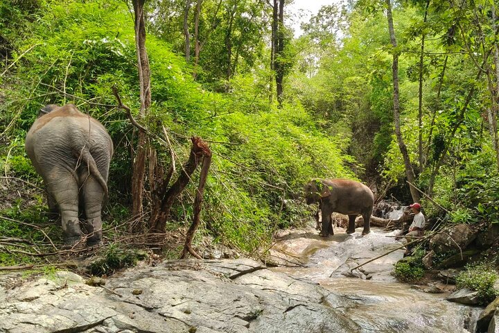 Choose an Ethical Elephant Sanctuary in Chiang Mai