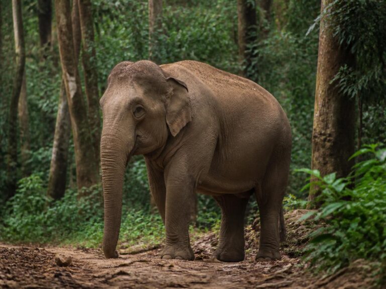 Asian Elephant Facts
