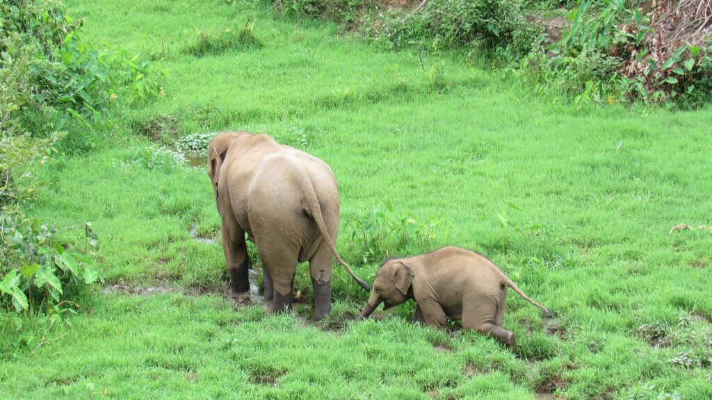 Best Time to visit Elephant Sanctuary Chiang Mai