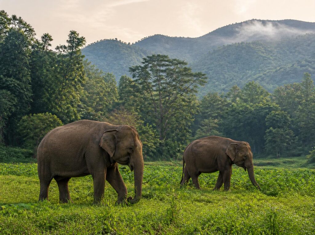 elephant sanctuary cost chiang mai