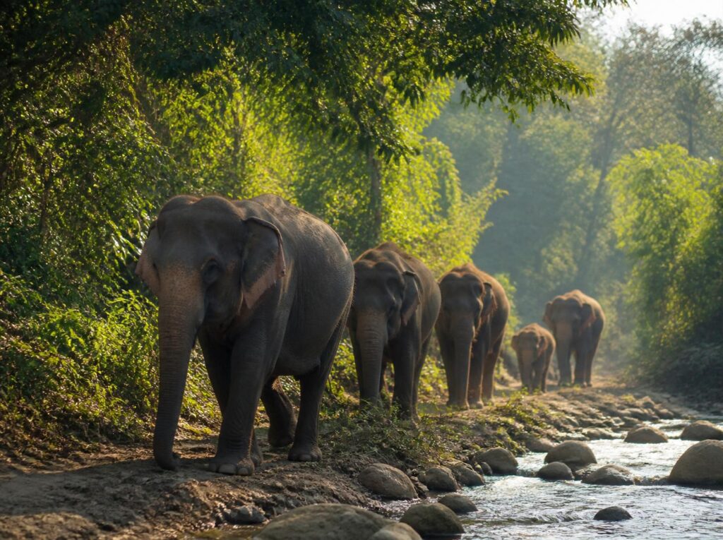 which elephant tour to choose